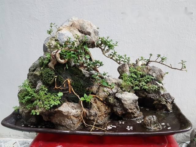 Tìm hiểu tiểu cảnh bonsai mini | Teen Đẹp